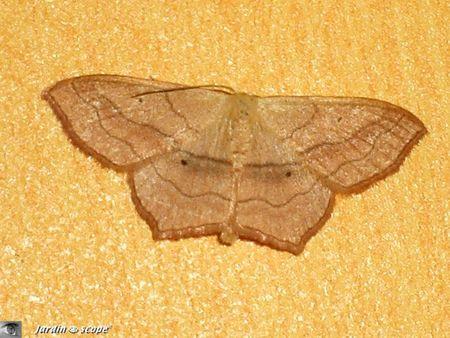 Il vole aussi le jour s'il est dérangé... Scopula imitaria Blanc