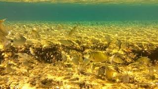 Le monde merveilleux de la mer Le monde merveilleux de la mer