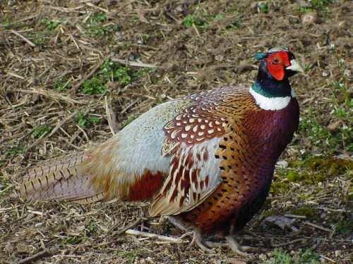 Biologie du faisan. faisan3.jpg