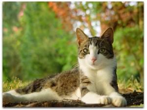 Conseils pour garder votre chat senior en bonne forme  !