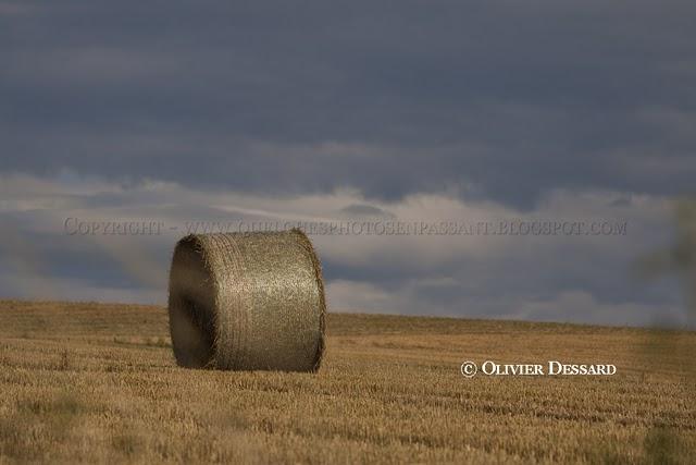 Bottes de paille rondes ou carrées Bottes de paille rondes ou carrées