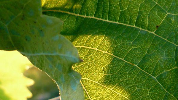 Photo 52 : transparence 2ème roung ! Photo 52 : transparence 2ème roung !