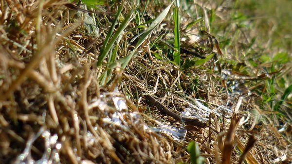 Photo 52 : transparence 2ème roung ! Photo 52 : transparence 2ème roung !