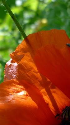 Photo 52 : transparence 2ème roung ! Photo 52 : transparence 2ème roung !