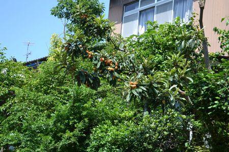 A l'Ecole Moyenne ordinaire de Matsue ... 29 juin MATSUE 256