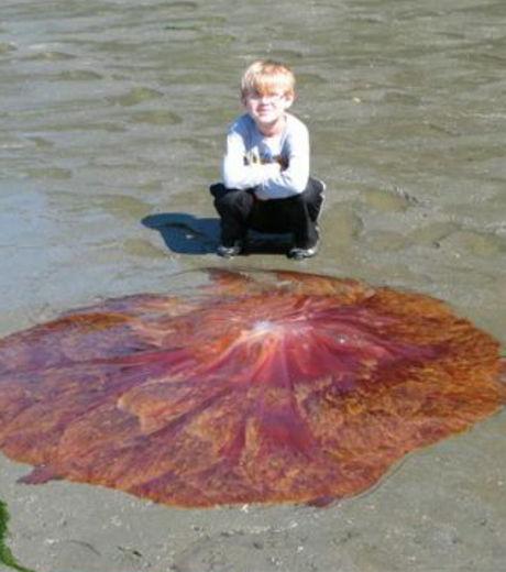 Une méduse géante découverte aux Etats-Unis