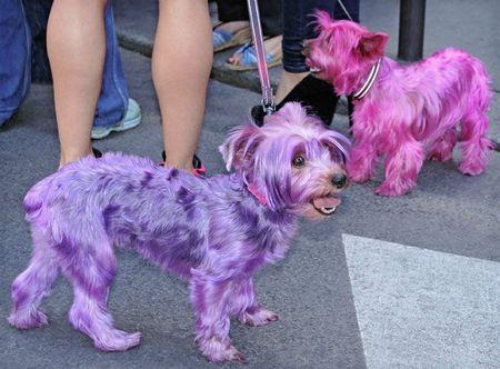 Pink doggies_Daaram