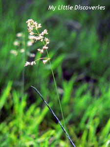A la découverte de l'Angleterre rurale des Cotswolds P1100207___copie_copie