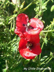 A la découverte de l'Angleterre rurale des Cotswolds P1100224___copie_copie