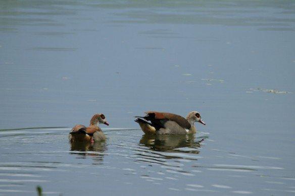 Ouette d’Égypte dans le Toulois ouettes-couple