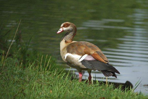 Ouette d’Égypte dans le Toulois ouette