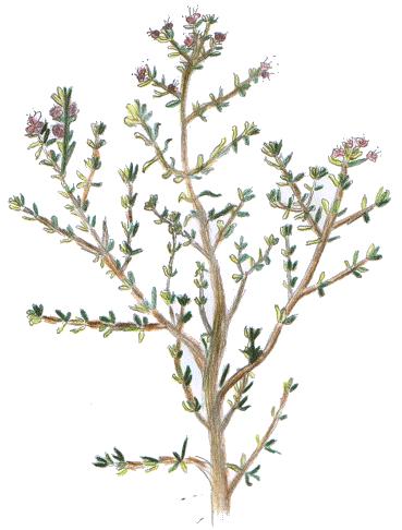 Le Saviez-vous thym.gif