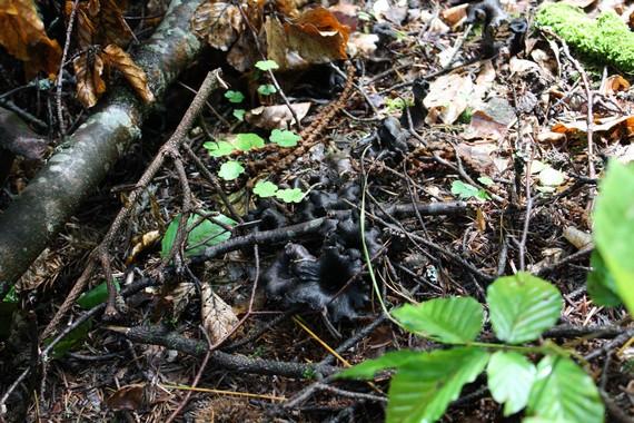 belle poussée de trompettes des morts dans les bois belle poussée de trompettes des morts dans les bois