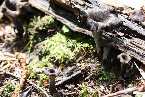trompettes Seule ou en touffe, les trompettes des morts sont difficile à distinguer sur le sol