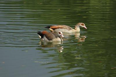 Interview au bord de l'étang Interview au bord de l'étang
