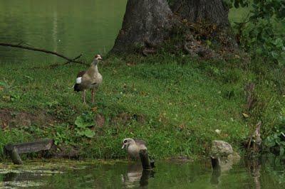 Interview au bord de l'étang Interview au bord de l'étang