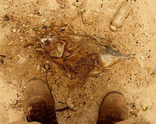 Exploitation indécente de votre serviteur et époustouflance picturesque du Sénégal 4 poisson.jpg