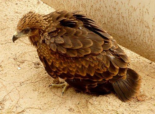 Exploitation indécente de votre serviteur et époustouflance picturesque du Sénégal 4 pioupiou.jpg