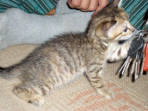 Exploitation indécente de votre serviteur et époustouflance picturesque du Sénégal 4 minou.jpg