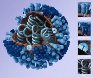 GRIPPE A: Virus, virulence, l’état synthétique de la science – Nature Reviews Microbiology