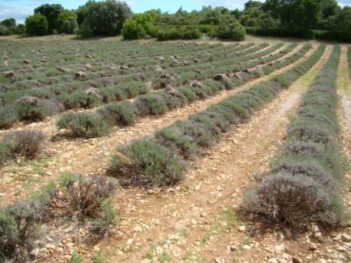 IF Hmmm… ça sent bon !