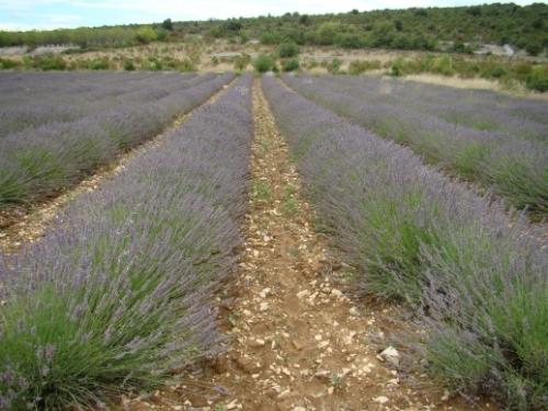 IF Hmmm… ça sent bon !