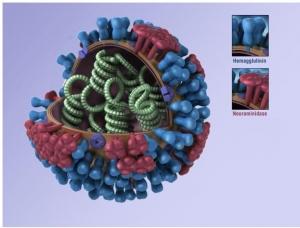 GRIPPE: CH65, l’anticorps efficace contre 30 souches de virus de la grippe – PNAS