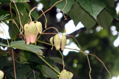 Firmiana simplex jardin