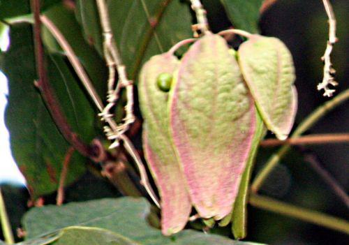 Firmiana simplex jardin