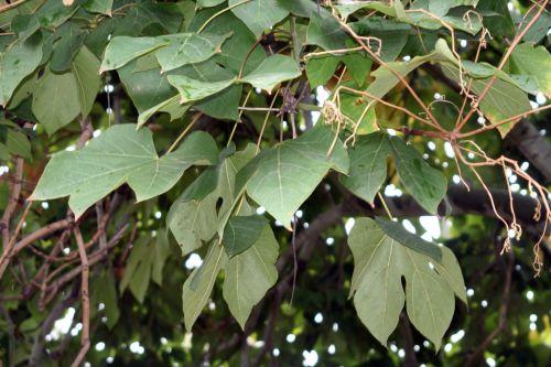 Firmiana simplex jardin