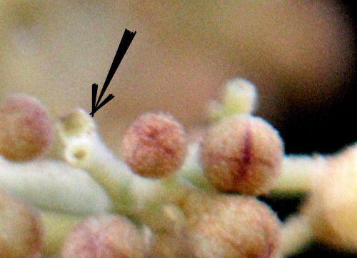 Firmiana simplex jardin