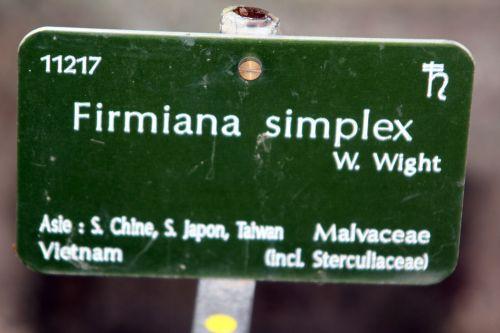 Firmiana simplex jardin