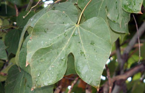 Firmiana simplex jardin