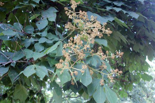 Firmiana simplex jardin