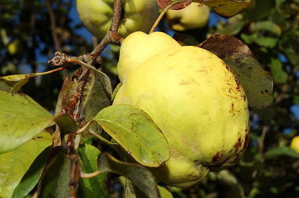 Mariage à Porto DSC04561
