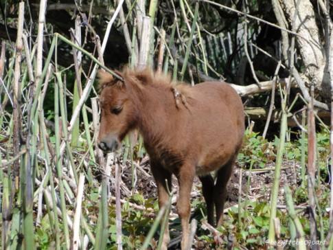 Un dimanche au triangle des Rouges-Barres, 12,5 ha de nature sauvage. Un dimanche au triangle des Rouges-Barres, 12,5 ha de nature sauvage.