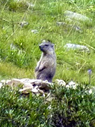 Mus montis Marmota marmota Marmotte Murmeltier Groundhog