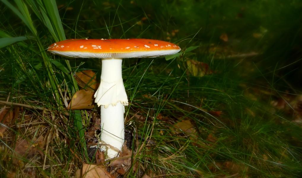 amanite-tue-mouche,champignon