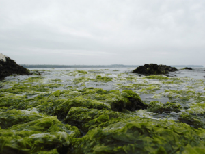 L’invasion des algues vertes