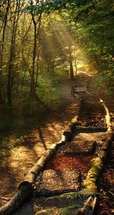Découvrez la nature pieds nus! environnement,nature,bien-être,santé,loisir