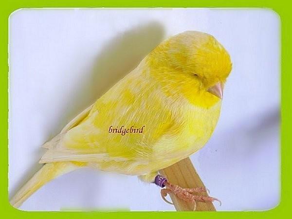 La mue chez les canaris. Gloster-clair.jpg