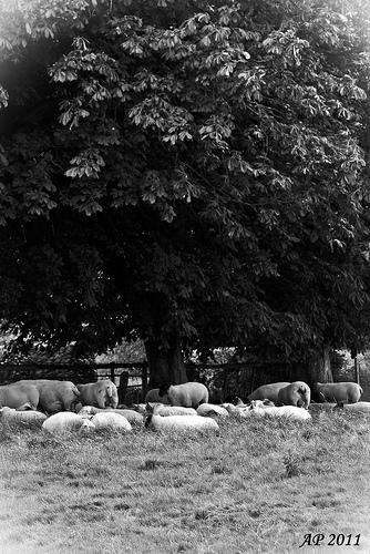 Moutons à l'ombre / Sheeps in the Shadows