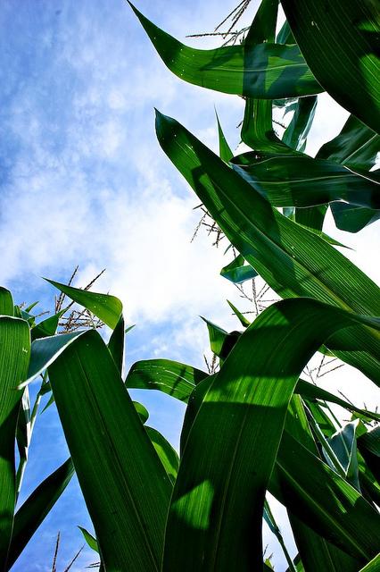 Projet 52 - Semaine 32 DSC05535