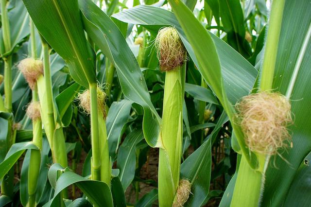 Projet 52 - Semaine 32 DSC05817