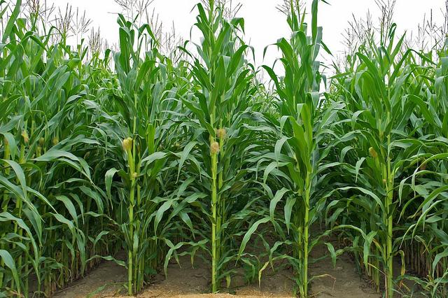 Projet 52 - Semaine 32 DSC05797