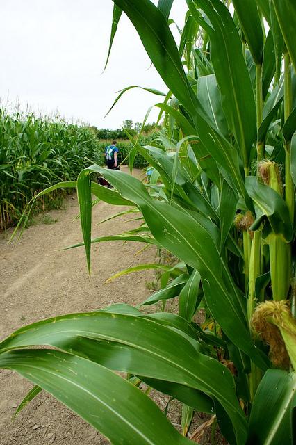 Projet 52 - Semaine 32 DSC05780