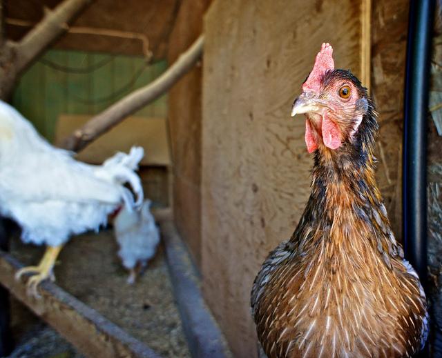 Projet 52 - Semaine 32 DSC06237