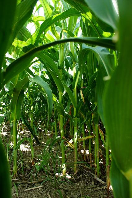 Projet 52 - Semaine 32 DSC05510