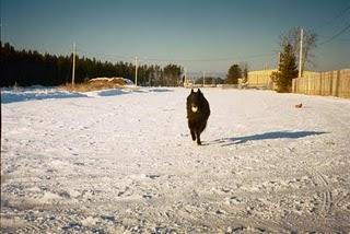 Requiem pour mon ami Shadow Requiem pour mon ami Shadow