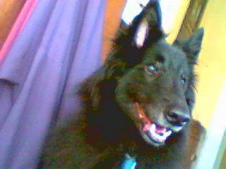 Requiem pour mon ami Shadow Requiem pour mon ami Shadow